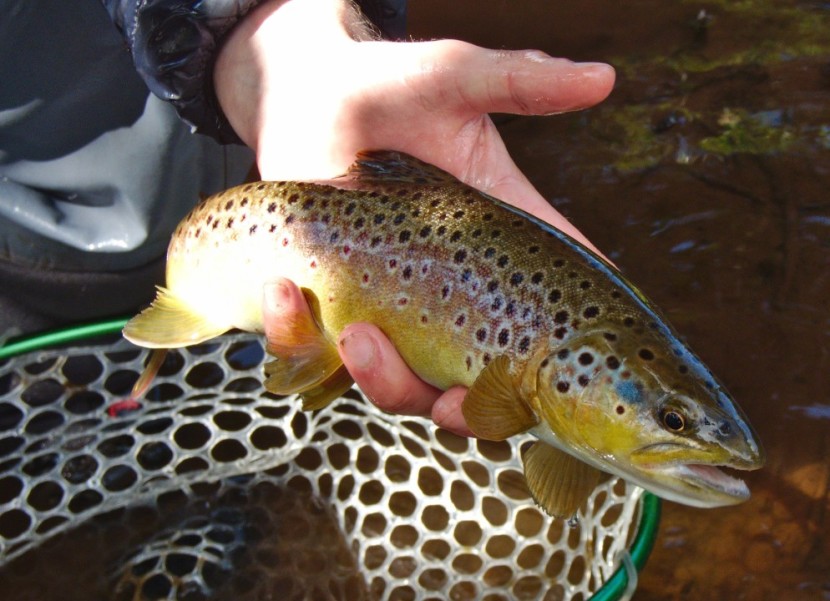 Honddu trout - CT from Cardiff